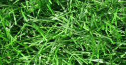 Erba artificiale Nature 40 bicolor: aspetto dellerba vera