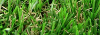 Erba sintetica Nature 40 Plus con riccio giallo