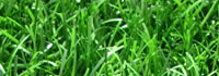 Erba sintetica per giardini