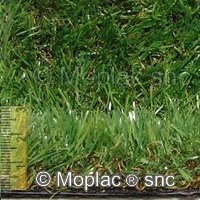 Prato sintetico: eden 30
altezza filato mm: 30
spessore totale mm: 32
Prezzo di listino € 24,50
Vendita anche al taglio
